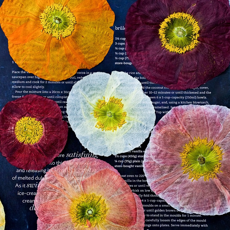Pressed Flower Frame - 1 unidad, Flores Secas Prensadas de