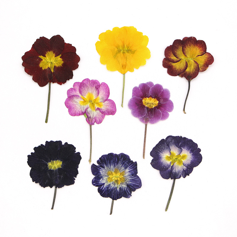 Pressed Flower Frame - 48 Piezas de Flores Secas de