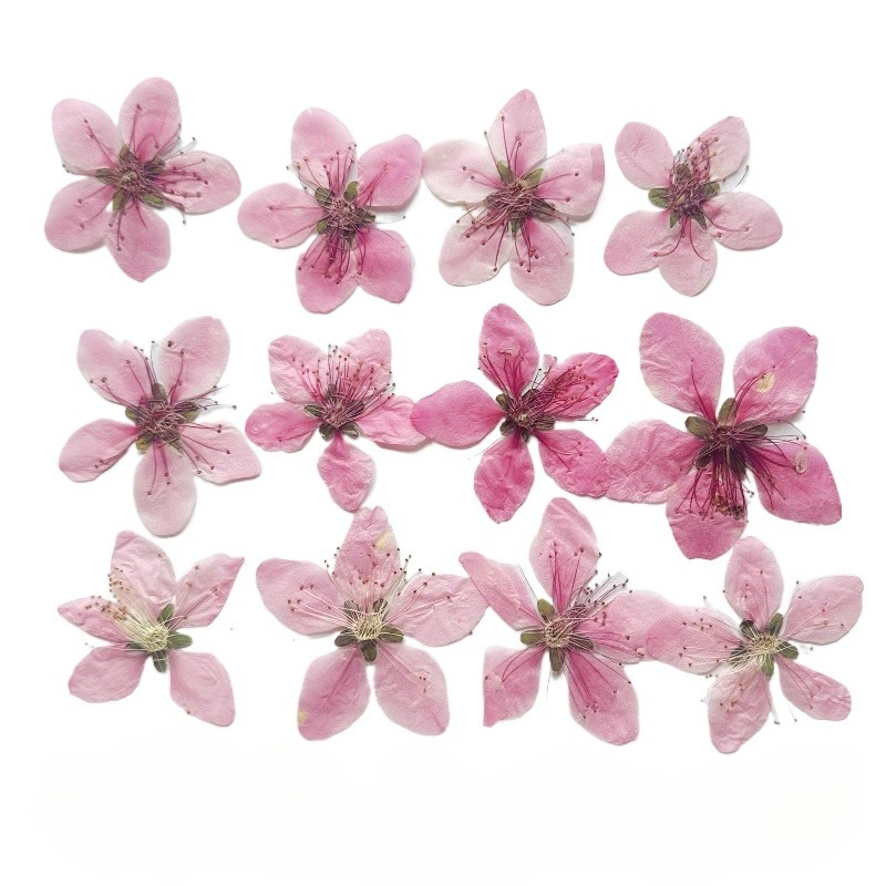 Pressed Flower Frame - 12 piezas, Flores de Melocotón Naturales