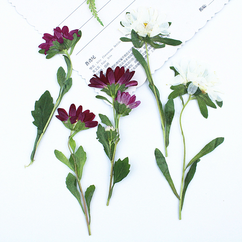 Pressed Flower Frame - 24 Piezas, Mini Crisantemos Secos Prensados