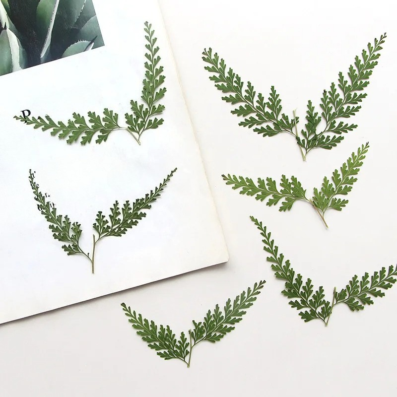 Pressed Flower Frame - Ramas de helecho prensadas naturales, marcapáginas