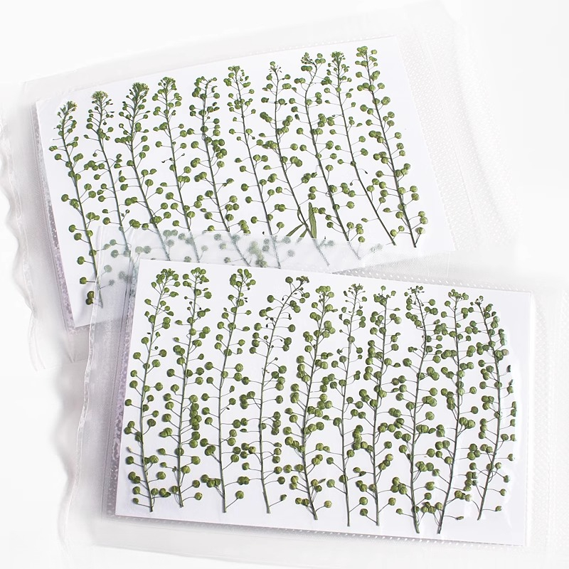 Campana verde de Color Natural - Pressed Flower Frame reseña y precio