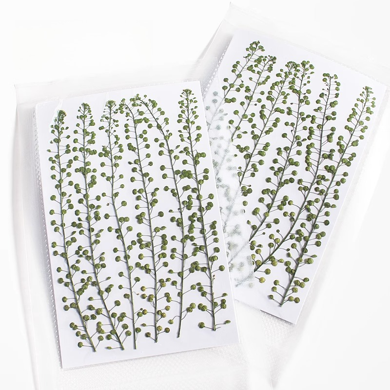 Campana verde de Color Natural - Pressed Flower Frame reseña y precio