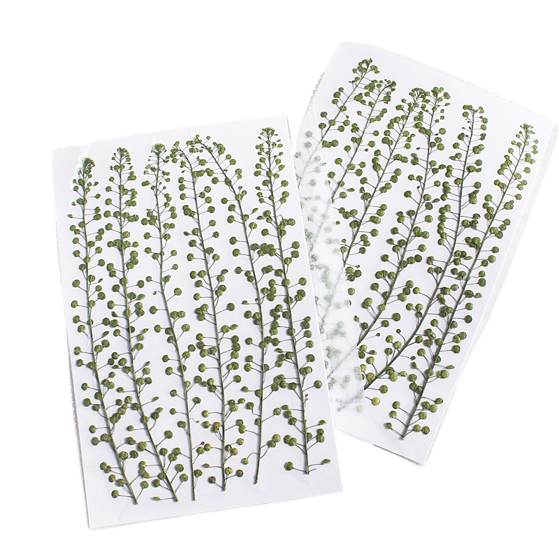 Campana verde de Color Natural - Pressed Flower Frame reseña y precio