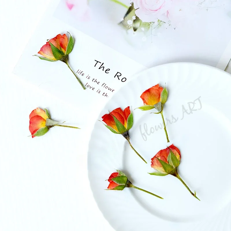 Pétalos de Rosa Prensados, Flo - Pressed Flower Frame reseña y precio