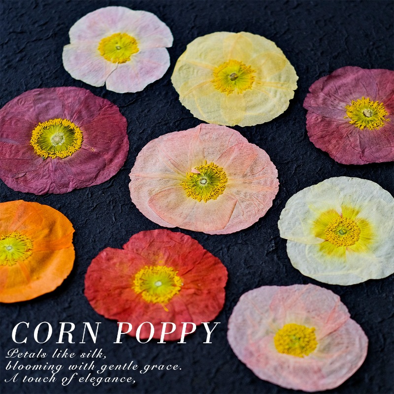 1 unidad, Flores Secas Prensad - Pressed Flower Frame reseña y precio