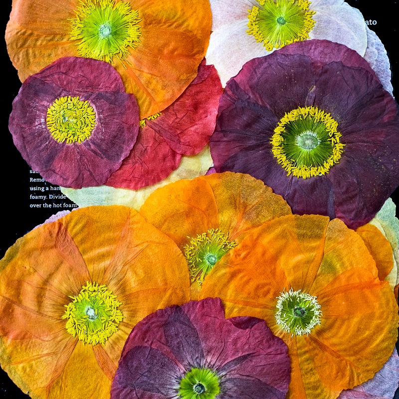 1 unidad, Flores Secas Prensad - Pressed Flower Frame reseña y precio