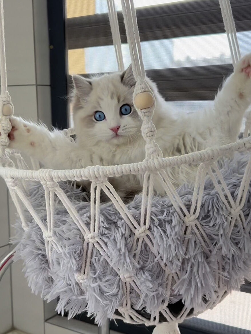 Hamaca para gatos hecha a mano - Woven Wall Basket reseña y precio