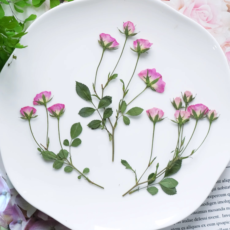 12 Piezas, Mini Rosas Rosadas  - Pressed Flower Frame reseña y precio