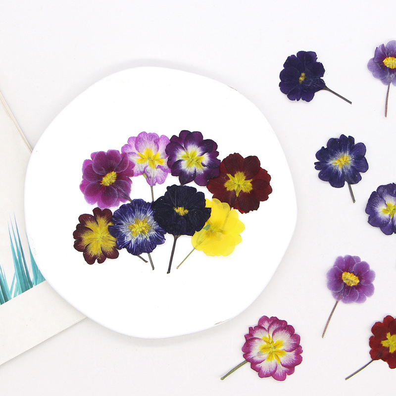 48 Piezas de Flores Secas de P - Pressed Flower Frame reseña y precio