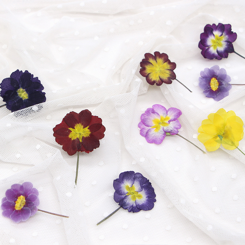 48 Piezas de Flores Secas de P - Pressed Flower Frame reseña y precio