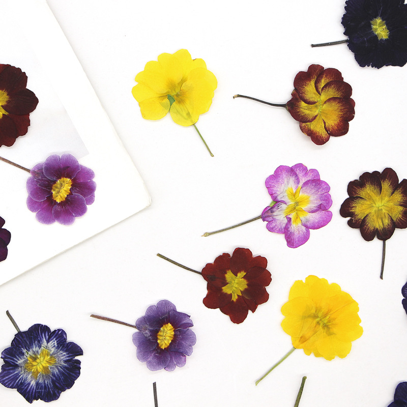 48 Piezas de Flores Secas de P - Pressed Flower Frame reseña y precio