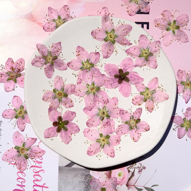 Flores Secas Prensadas de Flor - Pressed Flower Frame reseña y precio
