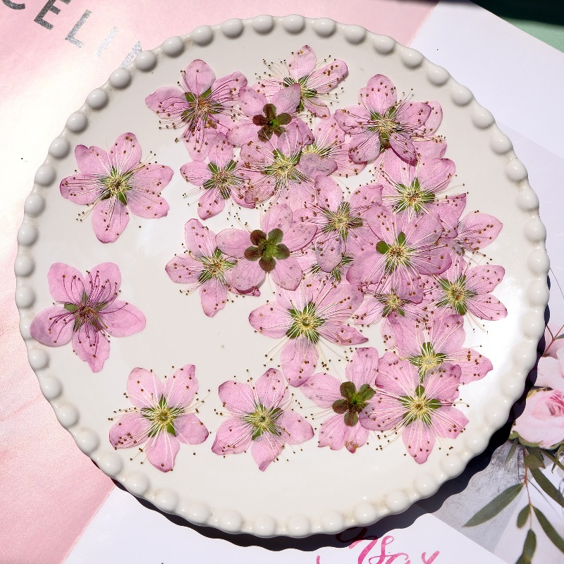 Flores Secas Prensadas de Flor - Pressed Flower Frame reseña y precio