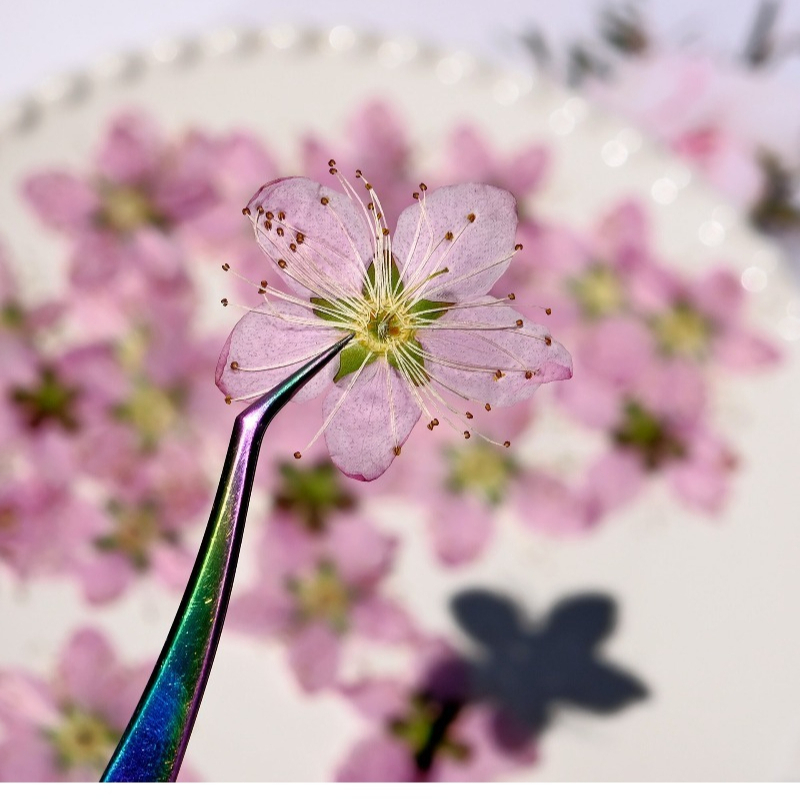 Flores Secas Prensadas de Flor - Pressed Flower Frame reseña y precio