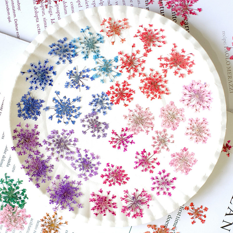 24 piezas, 2-2.5cm, Pétalos de - Pressed Flower Frame reseña y precio