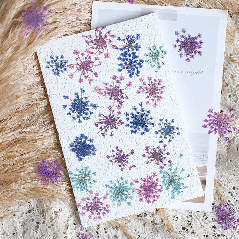 24 piezas, 2-2.5cm, Pétalos de - Pressed Flower Frame reseña y precio