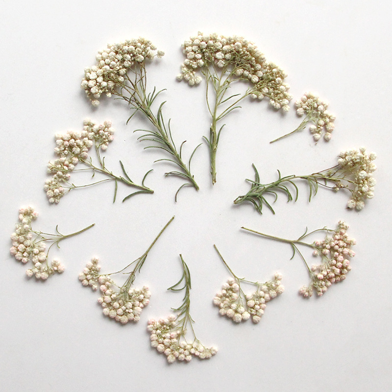 12 piezas, Ramas de flor de mi - Pressed Flower Frame reseña y precio