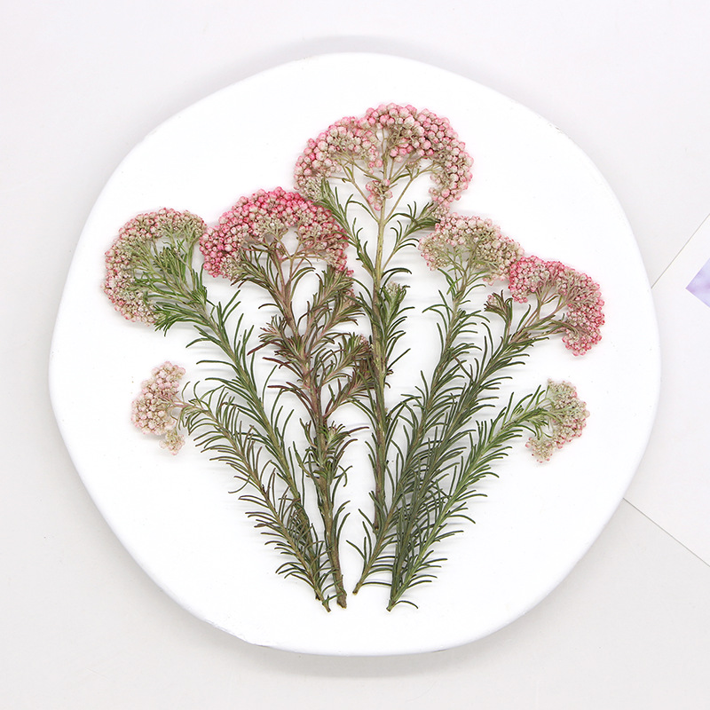 12 piezas, Ramas de flor de mi - Pressed Flower Frame reseña y precio
