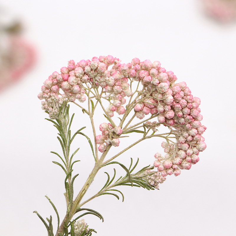 12 piezas, Ramas de flor de mi - Pressed Flower Frame reseña y precio