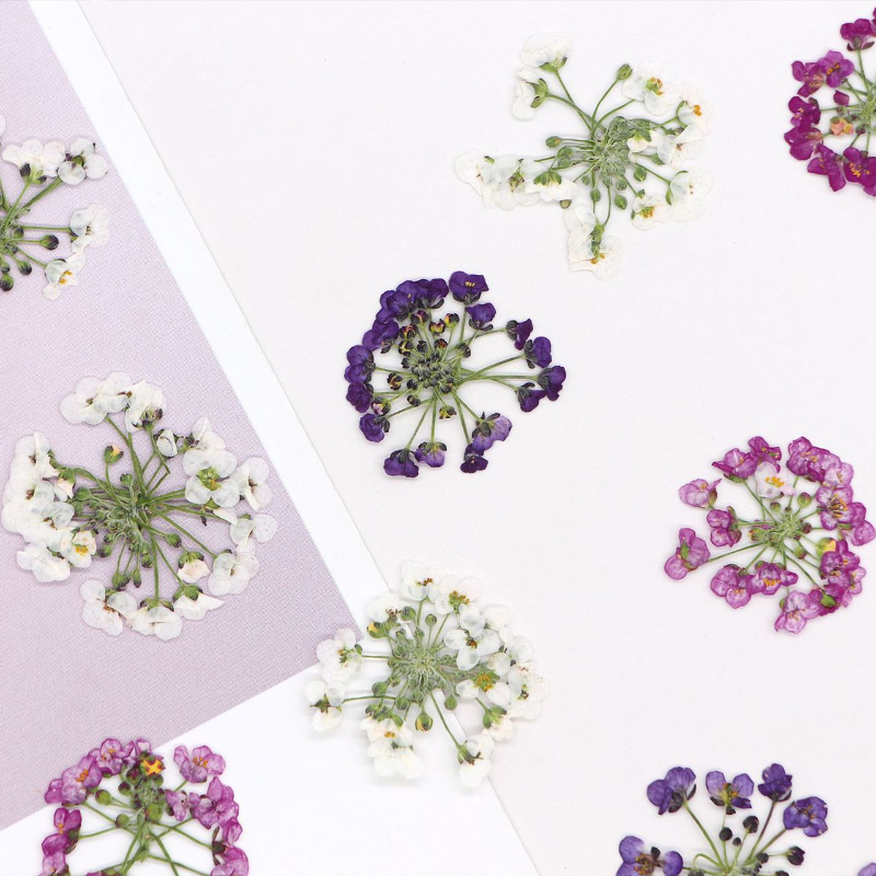 1.5-2.5cm/12 piezas, Cabeza de - Pressed Flower Frame reseña y precio