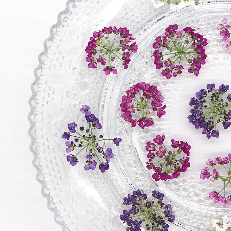 1.5-2.5cm/12 piezas, Cabeza de - Pressed Flower Frame reseña y precio