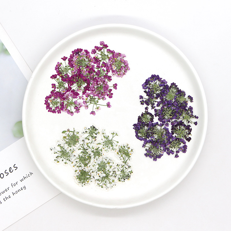 1.5-2.5cm/12 piezas, Cabeza de - Pressed Flower Frame reseña y precio