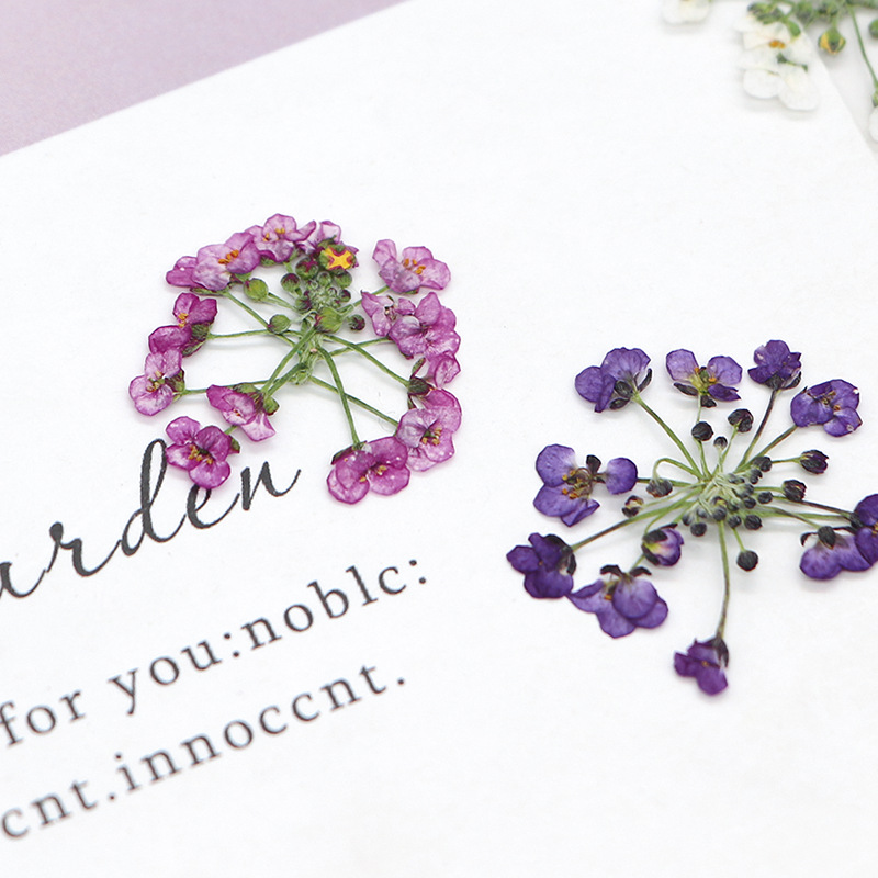 1.5-2.5cm/12 piezas, Cabeza de - Pressed Flower Frame reseña y precio