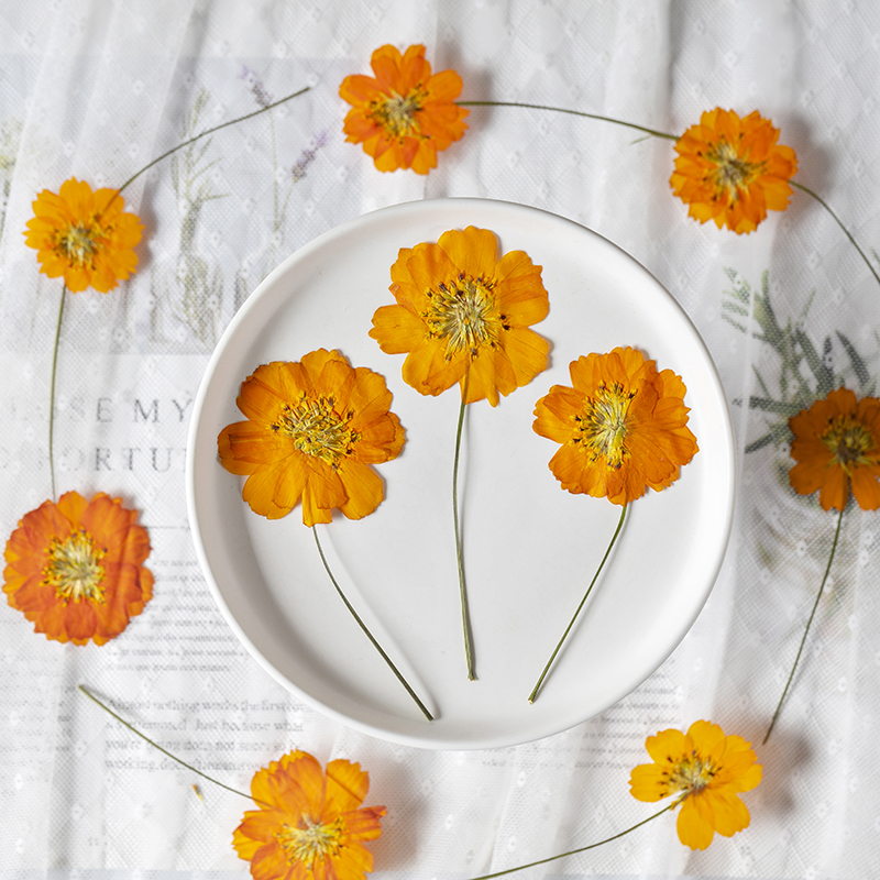 8-10cm/24 piezas, Flores peque - Pressed Flower Frame reseña y precio