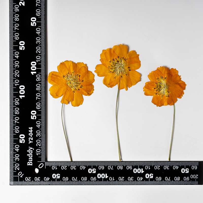 8-10cm/24 piezas, Flores peque - Pressed Flower Frame reseña y precio