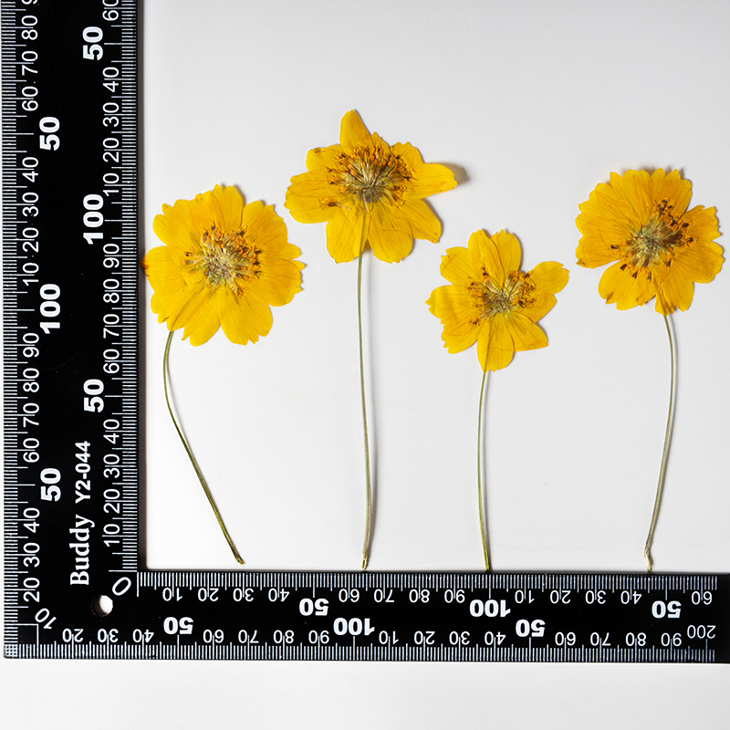8-10cm/24 piezas, Flores peque - Pressed Flower Frame reseña y precio
