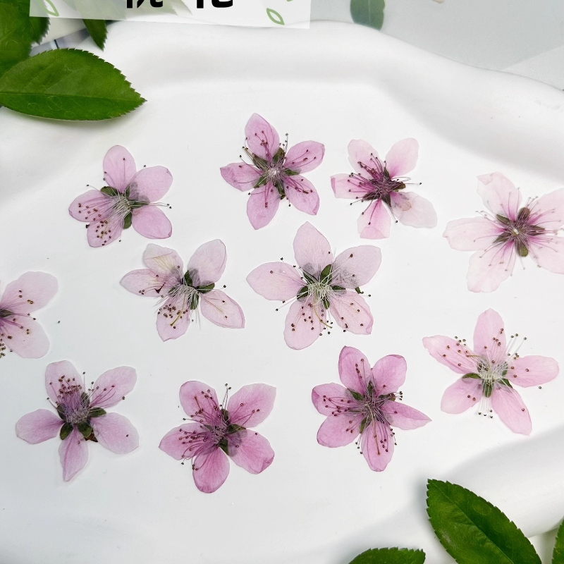 12 piezas, Flores de Melocotón - Pressed Flower Frame reseña y precio