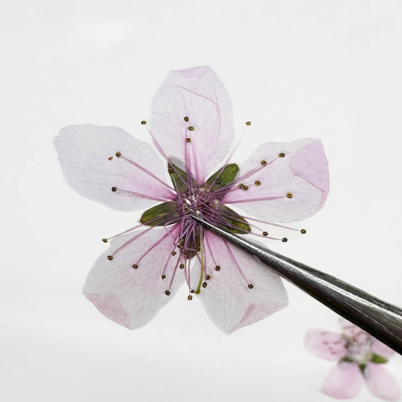 12 piezas, Flores de Melocotón - Pressed Flower Frame reseña y precio