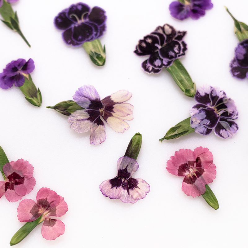 24 piezas, Flores de Dianthus  - Pressed Flower Frame reseña y precio