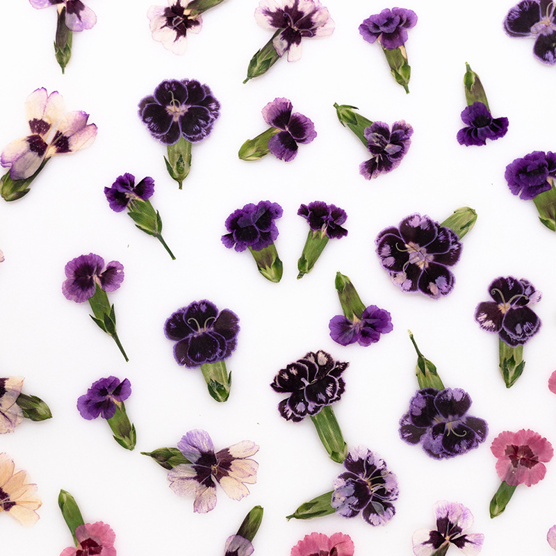 24 piezas, Flores de Dianthus  - Pressed Flower Frame reseña y precio