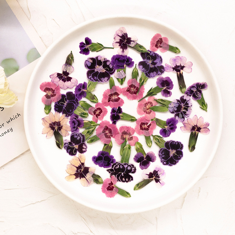 24 piezas, Flores de Dianthus  - Pressed Flower Frame reseña y precio