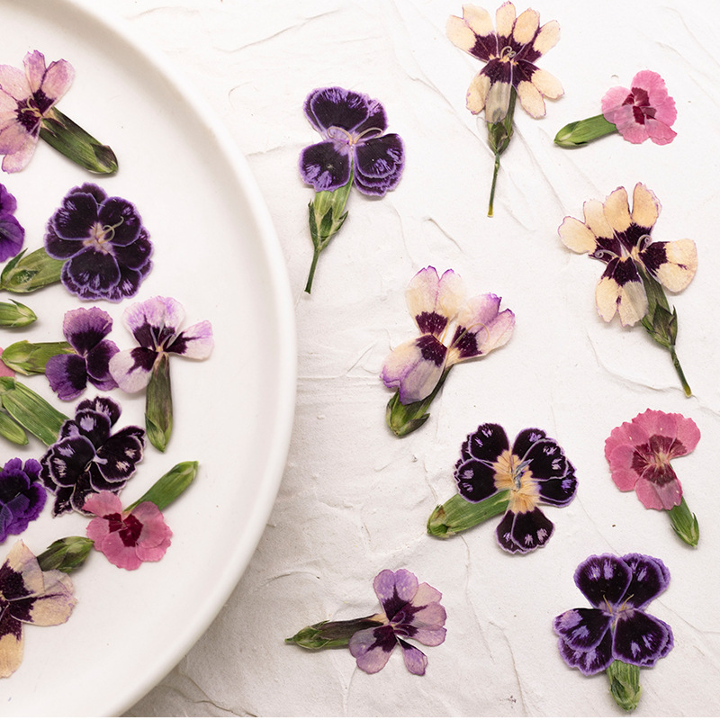 24 piezas, Flores de Dianthus  - Pressed Flower Frame reseña y precio