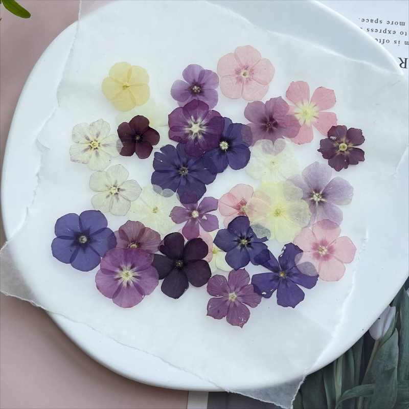 12 Uds., flores secas prensada - Pressed Flower Frame reseña y precio