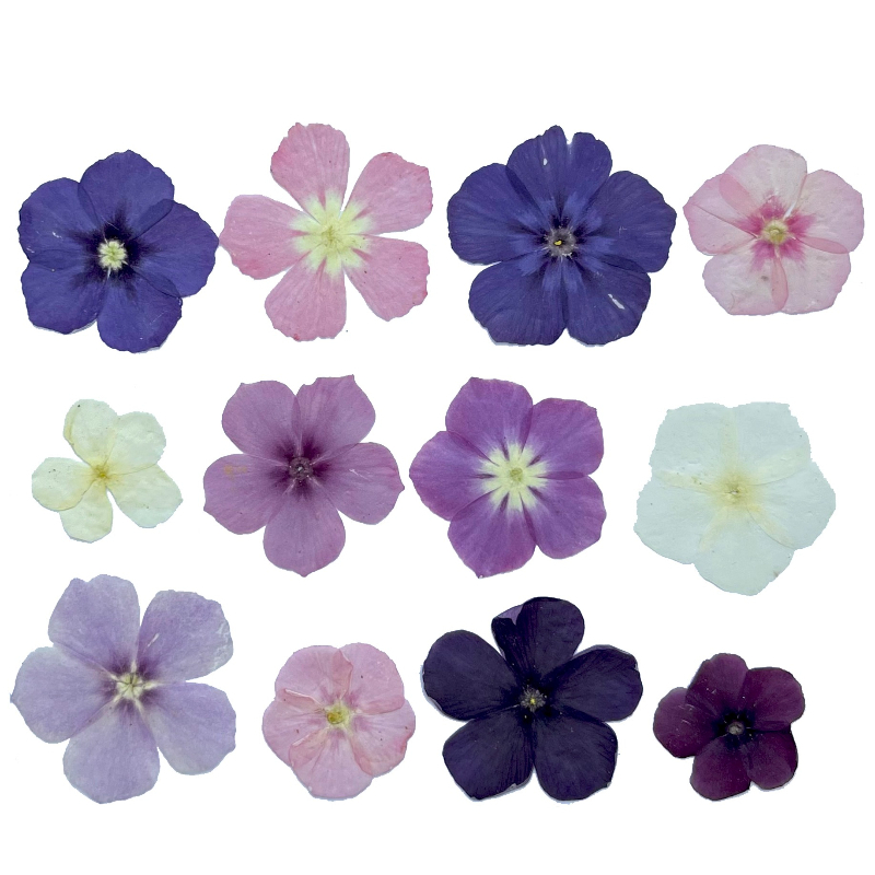 12 Uds., flores secas prensada - Pressed Flower Frame reseña y precio