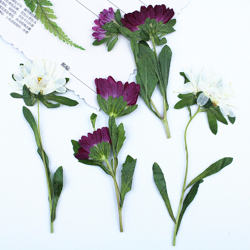 24 Piezas, Mini Crisantemos Se - Pressed Flower Frame reseña y precio