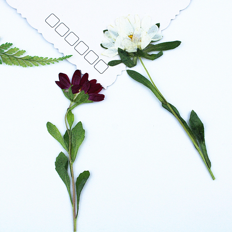 24 Piezas, Mini Crisantemos Se - Pressed Flower Frame reseña y precio