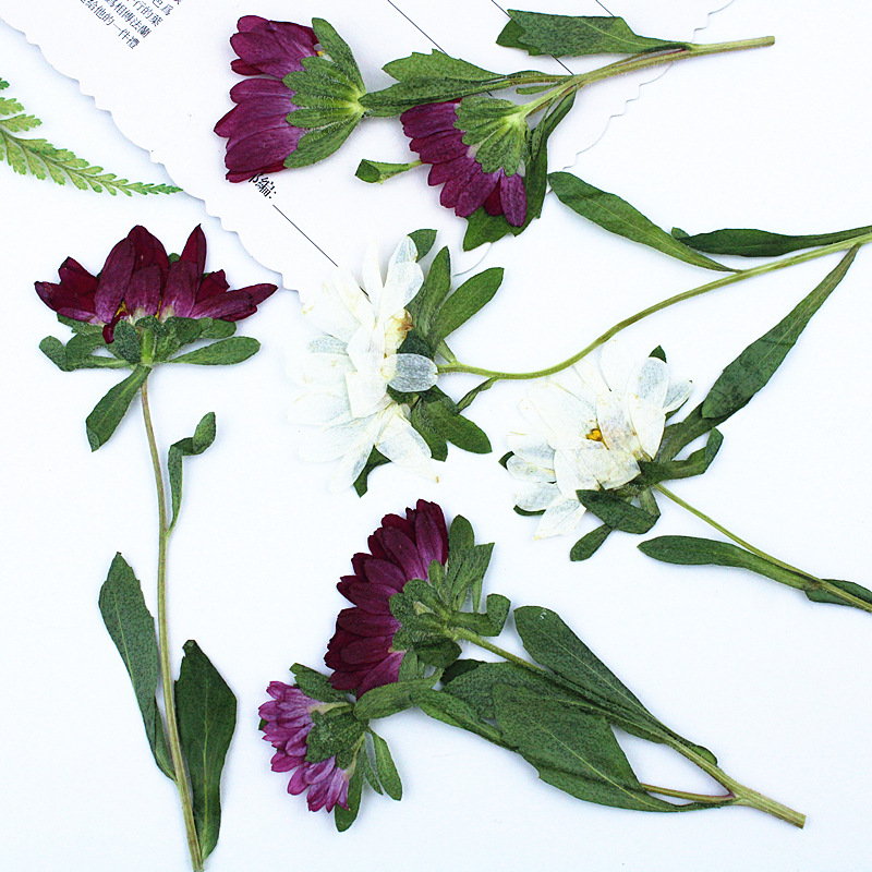 24 Piezas, Mini Crisantemos Se - Pressed Flower Frame reseña y precio