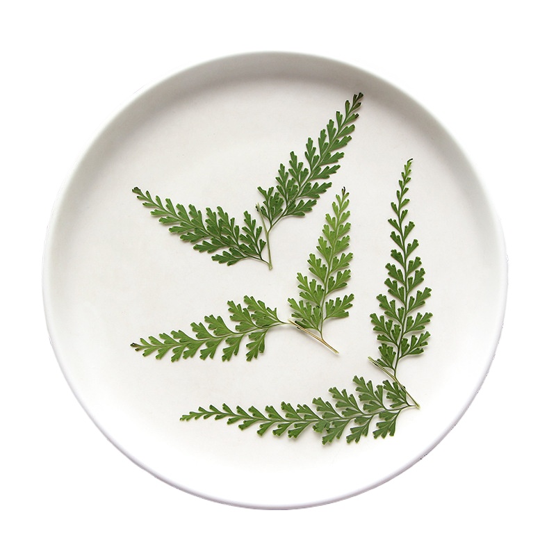 Ramas de helecho prensadas nat - Pressed Flower Frame reseña y precio