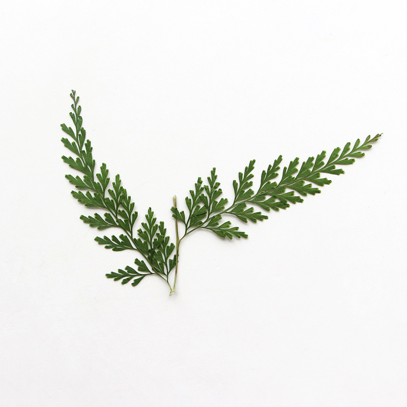 Ramas de helecho prensadas nat - Pressed Flower Frame reseña y precio