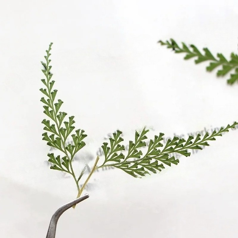 Ramas de helecho prensadas nat - Pressed Flower Frame reseña y precio